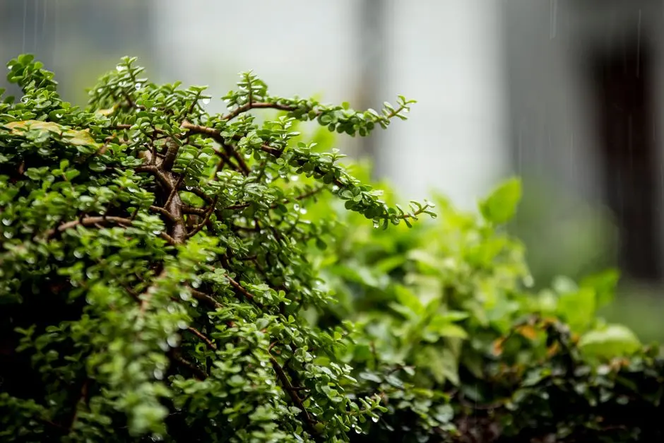 Greens & Outdoors at PHOENIX ASIA TOWERS, Hebbal, Bangalore
