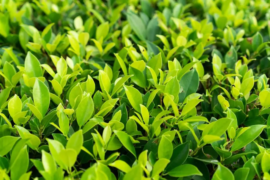 Greens & Outdoors at PHOENIX MILLS WING C, Lower Parel, Mumbai