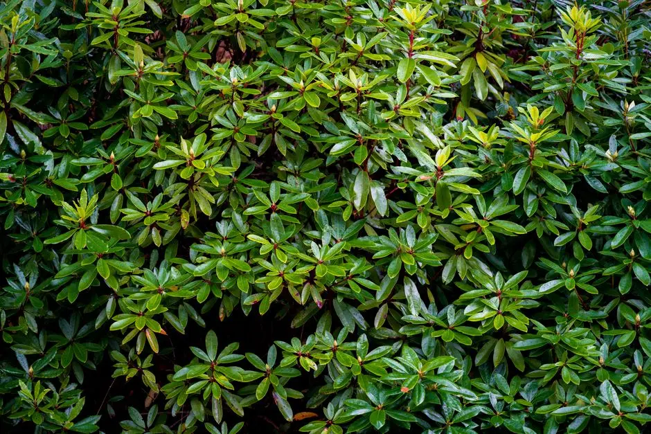 Greens & Outdoors at PHOENIX KESSAKU, Rajajinagar, Bangalore